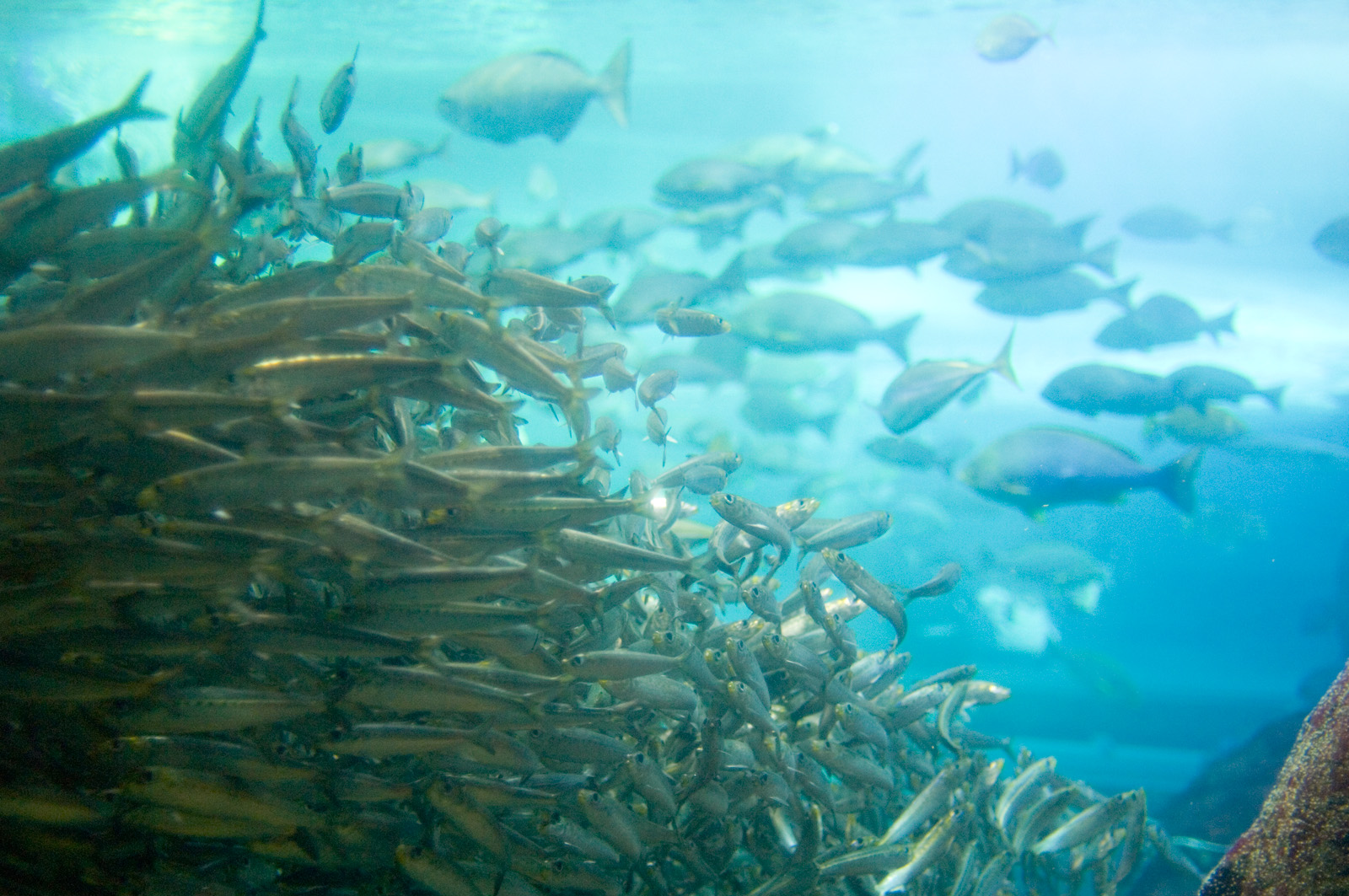 Enoshima Aquarium