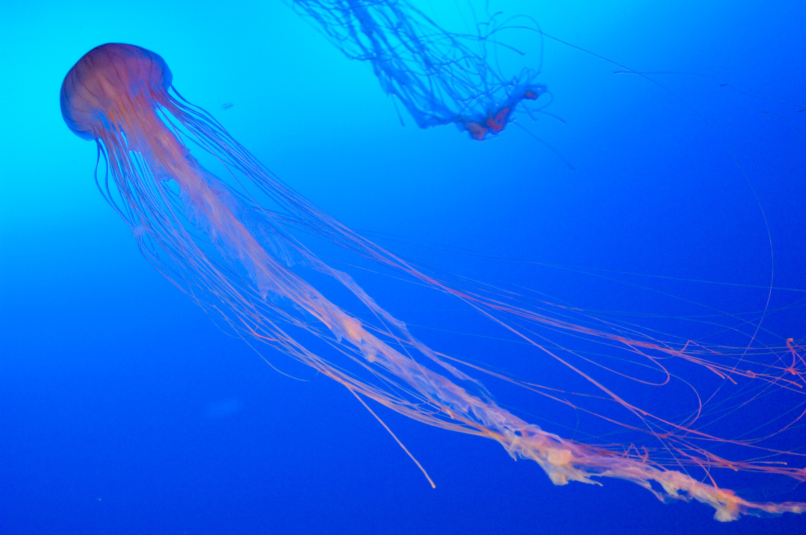 Enoshima Aquarium